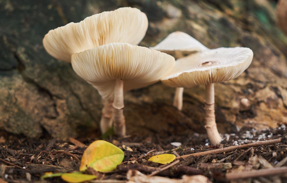 Mushrooms - Feature