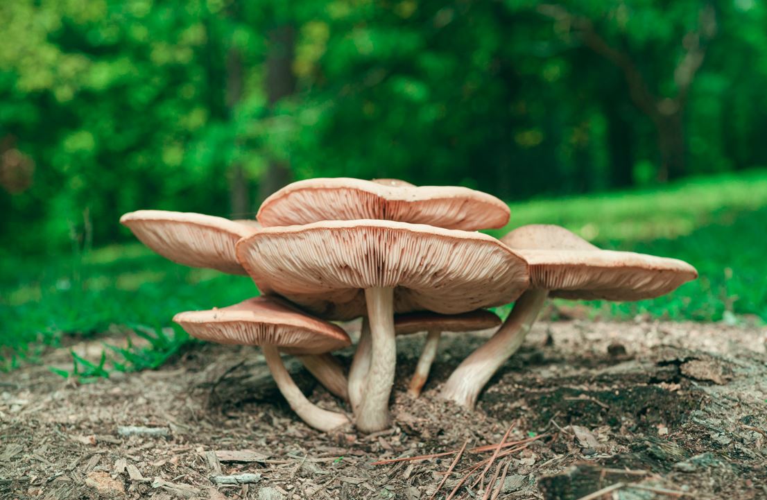 Mushrooms - Feature2